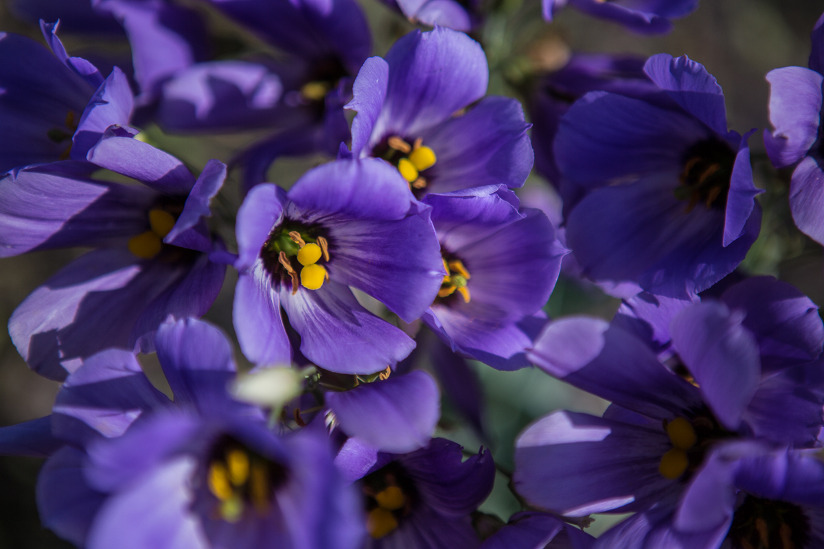 Close up of wild flowers