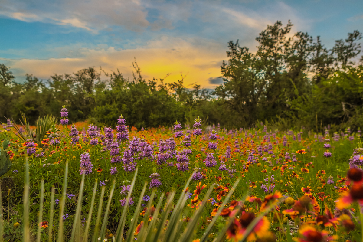 Field with wild flowers at sunset